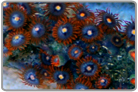 Orange Eye Flame Skirt Zoanthids